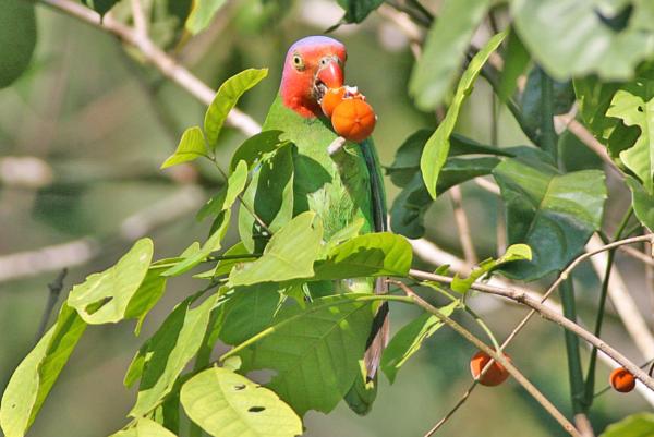 Tipos de loros - Lorito de cara roja (Geoffroyus geoffroyi)