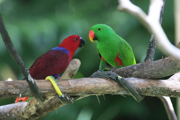 Tipos de loros - Loro ecléctico (Eclectus roratus)
