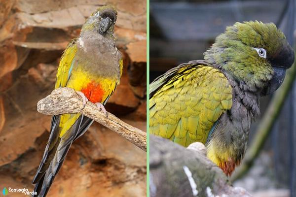 Tipos de loros - Loro barranquero (Cyanoliseus patagonus)