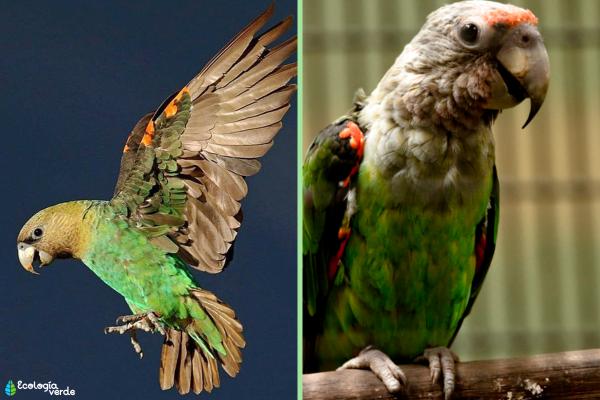 Tipos de loros - Lorito robusto (Poicephalus robustus)