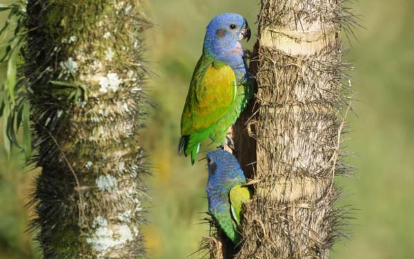 Tipos de loros - Loro cabeciazul (Pionus menstruus)