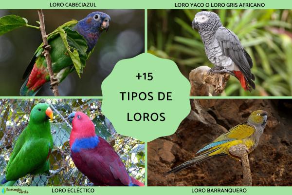Tipos de loros