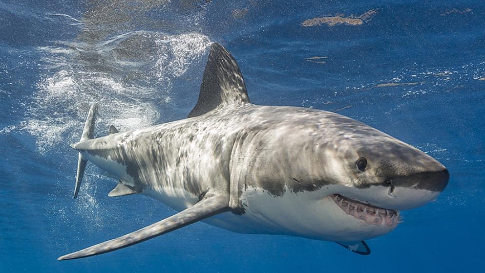 1658133626188798.jpg 1658133626188798.jpg