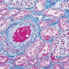 哪种动物的视力是三色视觉，哪种是二色视觉？