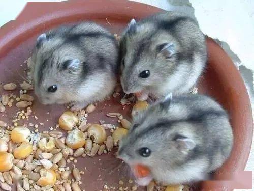 世界十大不咬人的仓鼠