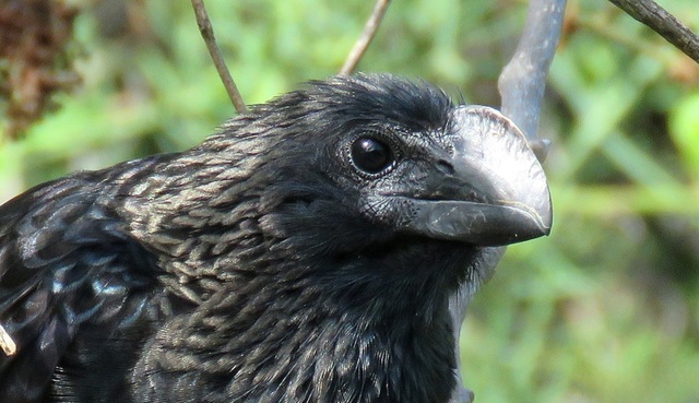 滑嘴犀鹃（Crotophaga ani）：热带美洲的社交性犀鹃