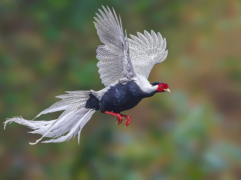 白鹇（Lophura nycthemera）：美丽的森林之灵