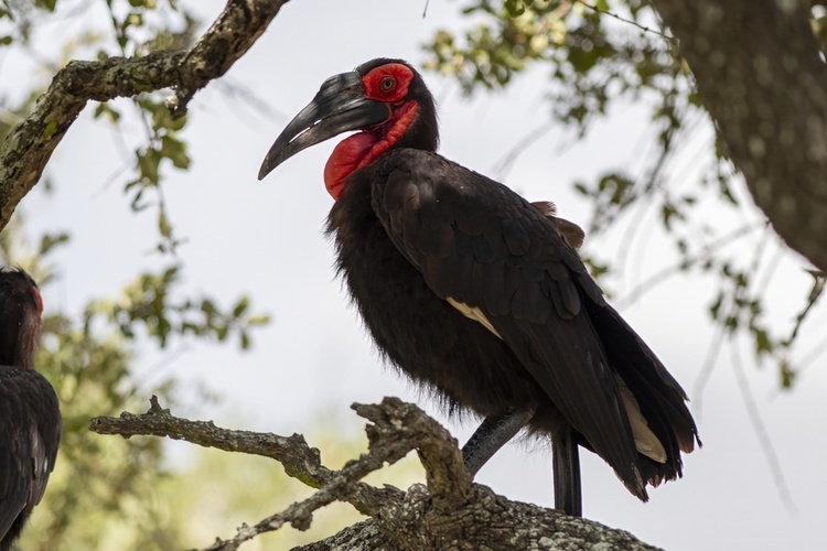 红脸地犀鸟：草原上的赤面巨灵