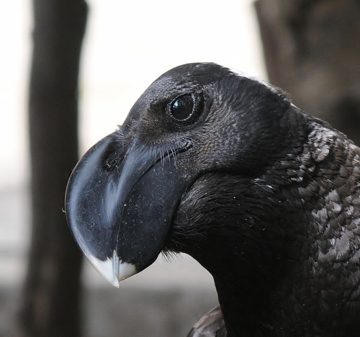 厚嘴渡鸦（Corvus crassirostris）：乌鸦界的“铁嘴铜牙”