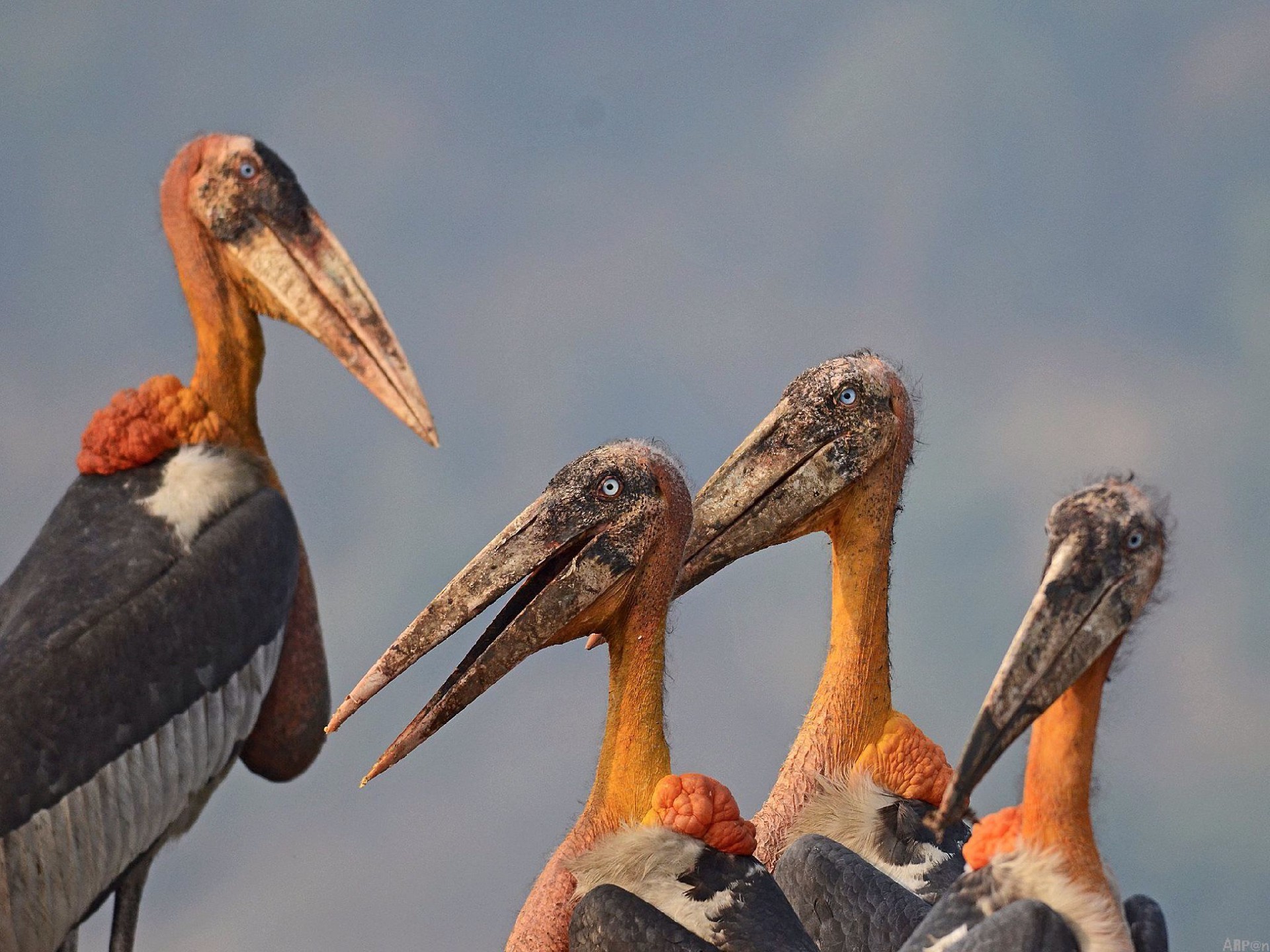 大秃鹳（Leptoptilos dubius）：沼泽巨影，天空霸主