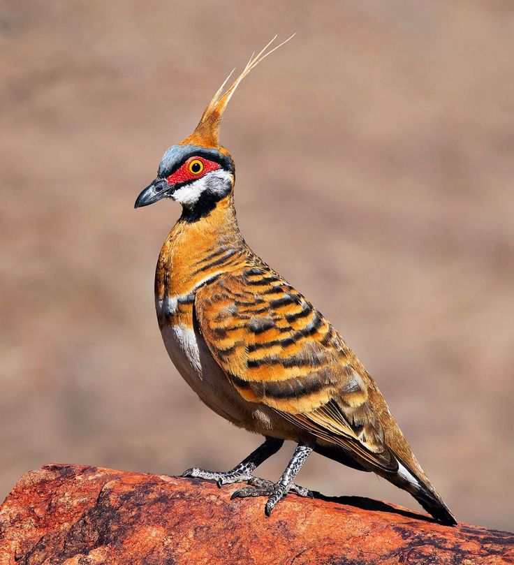 冠翎岩鸠（Geophaps plumifera）：荒漠之冠的精灵