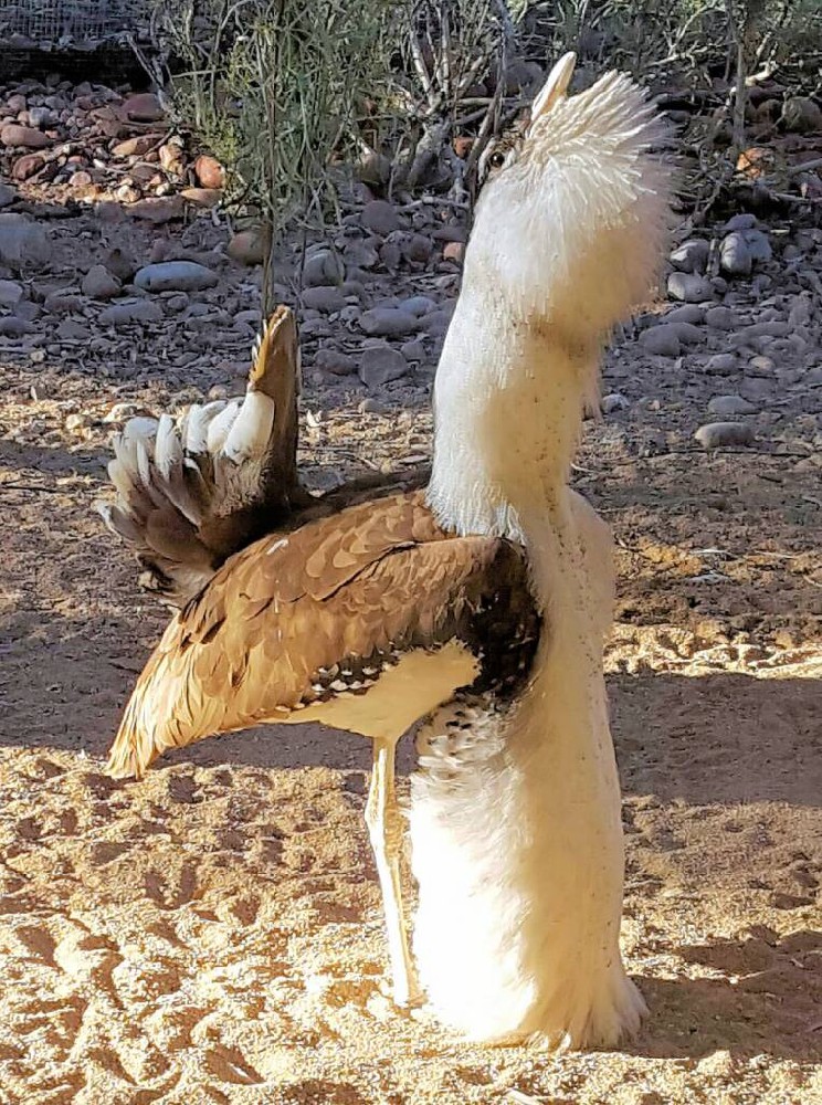 澳洲鸨（Ardeotis australis）：步履高贵的澳洲巨翼贵族