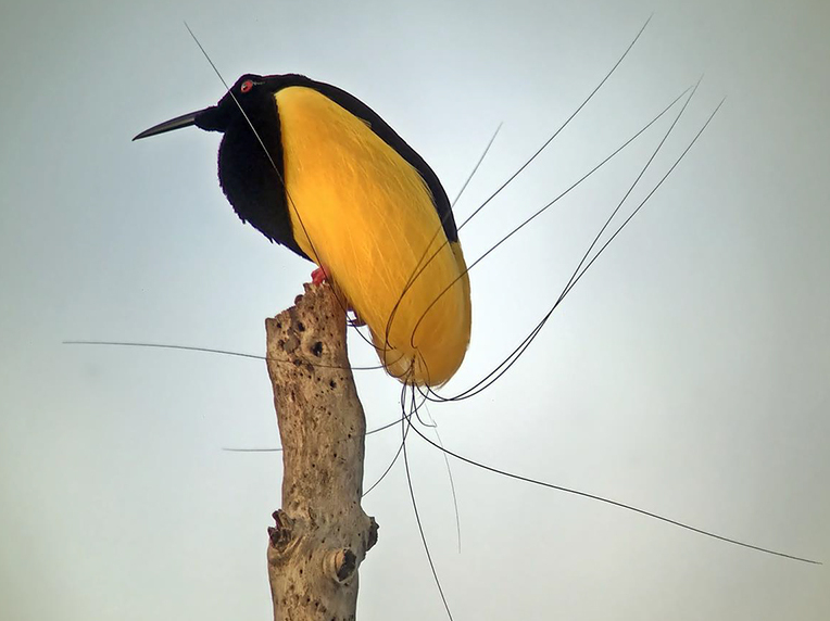 十二线极乐鸟：热带雨林的黑金绅士