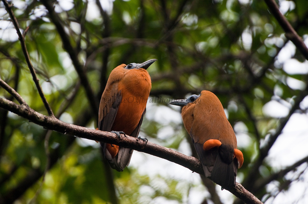 三色伞鸟（Perissocephalus tricolor）：热带雨林中的低音怪才