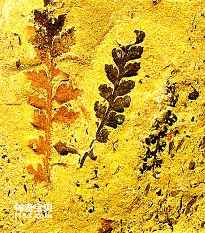 模铸化石的5种类型