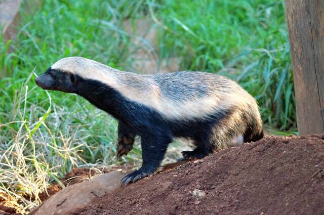 动物界十大战神排行，天生好勇斗狠