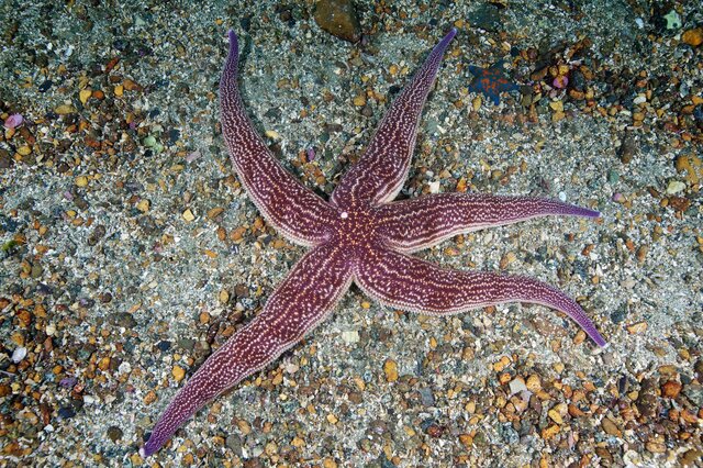海星