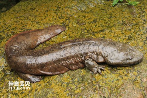 娃娃鱼的特点和生活特征