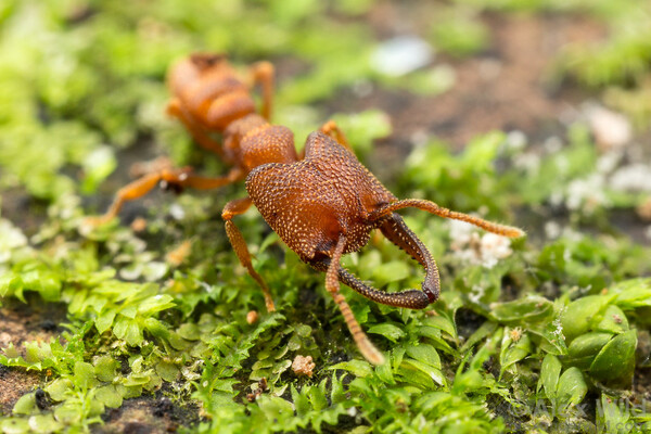 动物灵敏度排行榜前十名，这下知道为啥总打不着苍蝇了