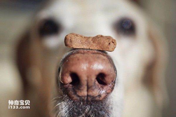 世界十大嗅觉最强的动物，动物嗅觉能力排行榜前十名