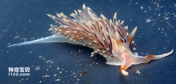 世界十大雌雄同体的动物