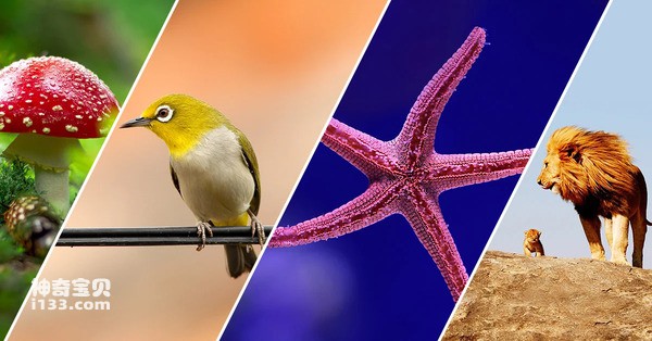 世界十大无性繁殖动物