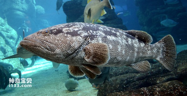 世界十大名贵石斑鱼