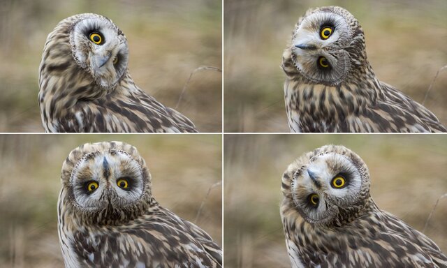 Owl-turns-its-head.jpg