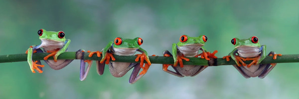 红眼树蛙：雨林中的色彩奇观