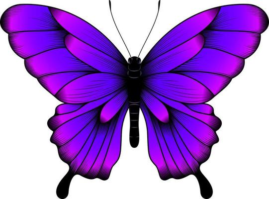 tropical-purple-butterfly-illustration-beautiful-butterfly-vector.jpg