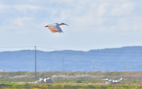 飞行动物十大排行