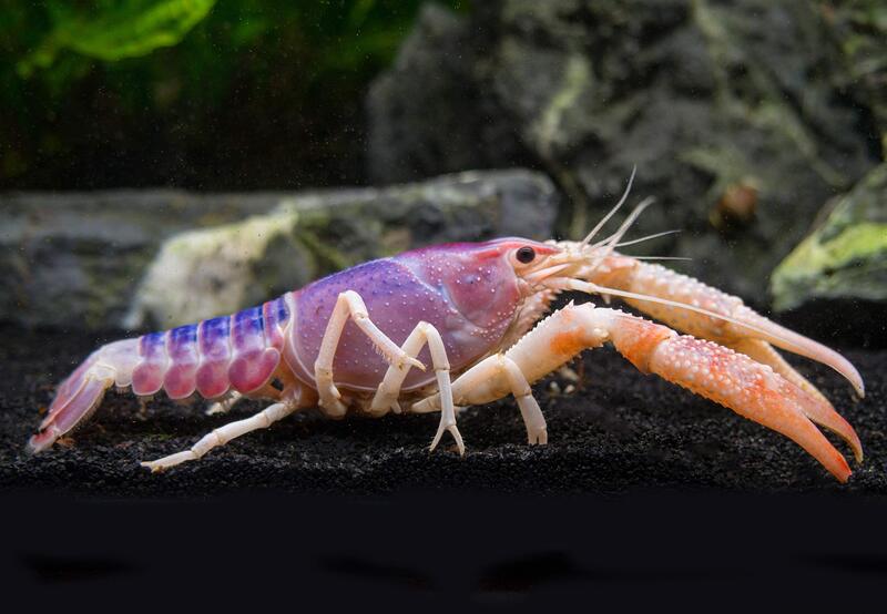 龙虾十大有名种类