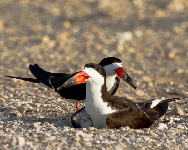 15种鸟类拥有不可思议的鸟喙