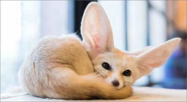 是否应该把沙漠狐（耳廓狐 Fennec Fox）当作宠物？