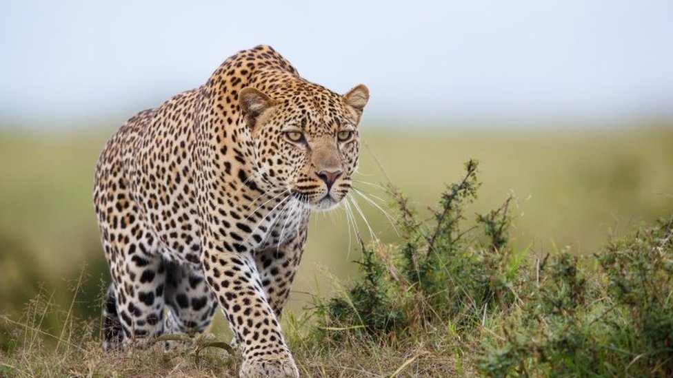 花豹：丛林中的隐秘猎手