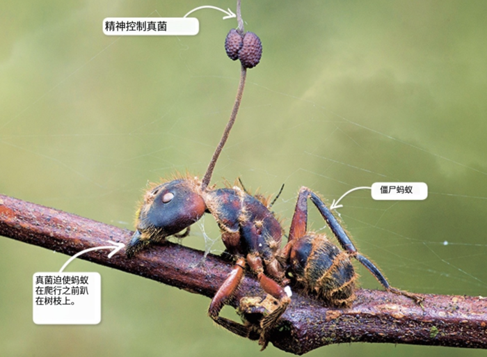 火蚁脑食菌：冬虫夏草形成奥秘揭秘