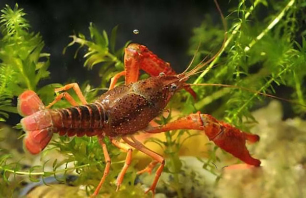 十种寄生虫非常多的生物：警惕食物中的寄生虫危害