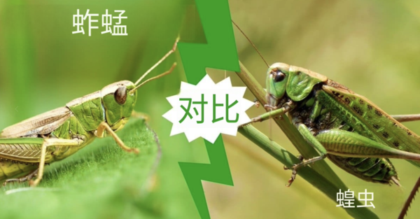 蚱蜢是蝗虫吗？了解蚱蜢和蝗虫之间的区别