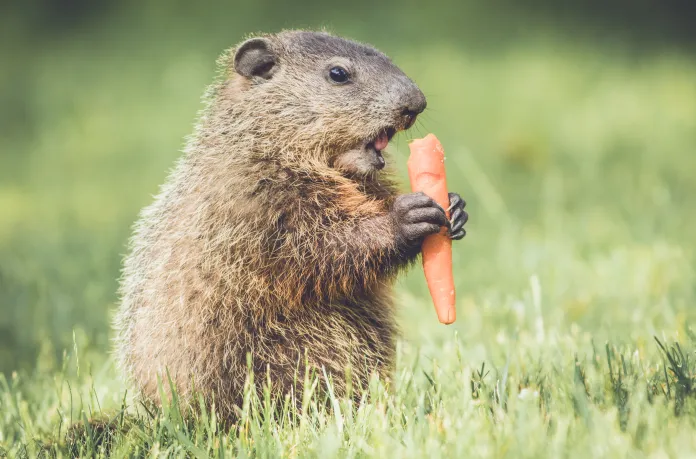 Groundhog-eating-carrot.webp