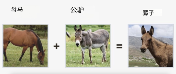 世界十大神奇的杂交动物：令人惊叹的跨物种后代