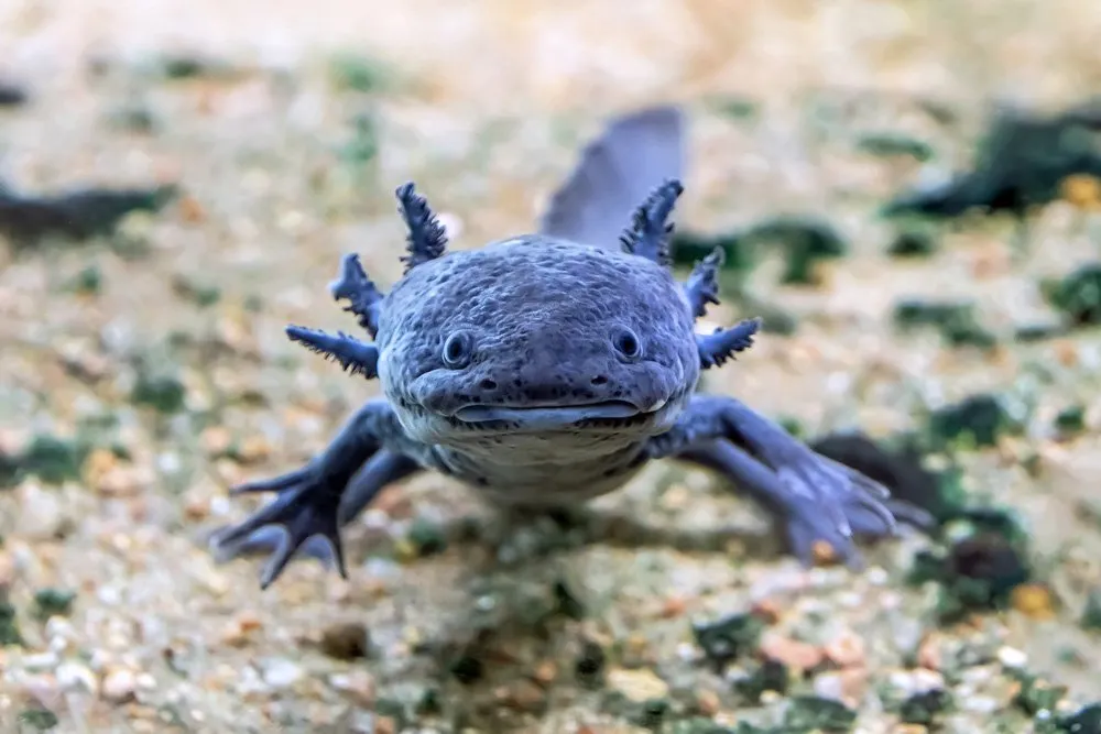 axolotl-blue.webp