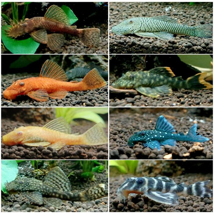 清道夫吃鱼的粪便吗？全面解析清道夫的饮食习惯和水族箱清洁作用