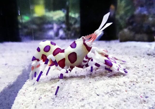 油彩蜡膜虾（学名：Hymenocera picta）：海星的克星，海洋中优雅的舞者