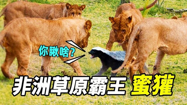 世界十大最大胆动物：胆大无畏的自然勇士