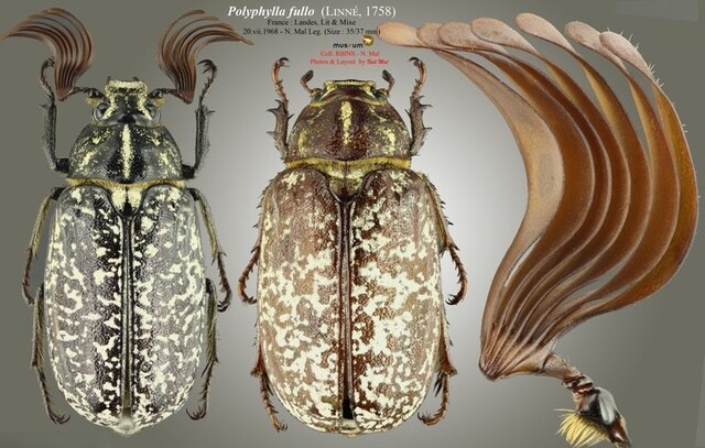 松金龟子（Polyphylla fullo）