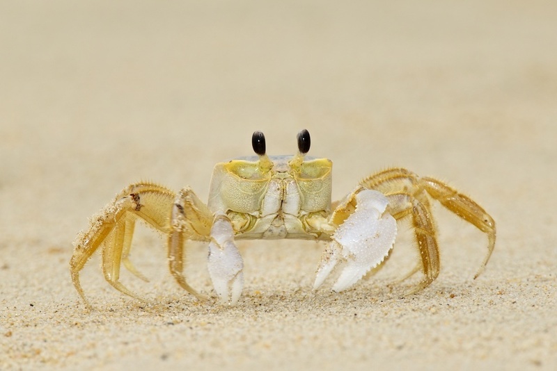 世界上十大无眼动物