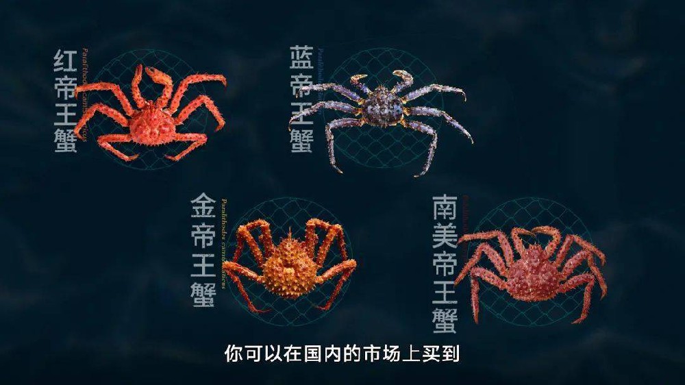 2500元买一只帝王蟹，贵在哪里？