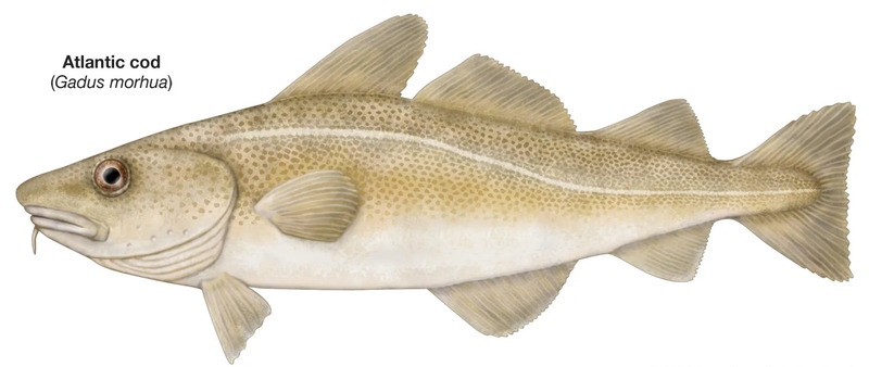 世界十大鳕鱼种类排名
