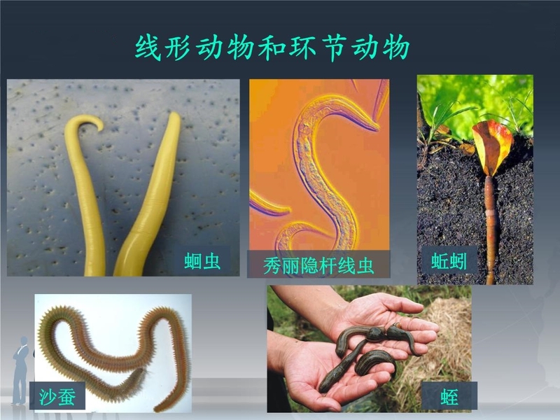 线形动物和线虫动物的区别——深入解析两类动物的特点与差异