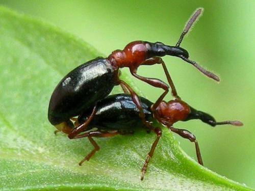 甘薯蚁象对人的危害——生态与经济影响分析